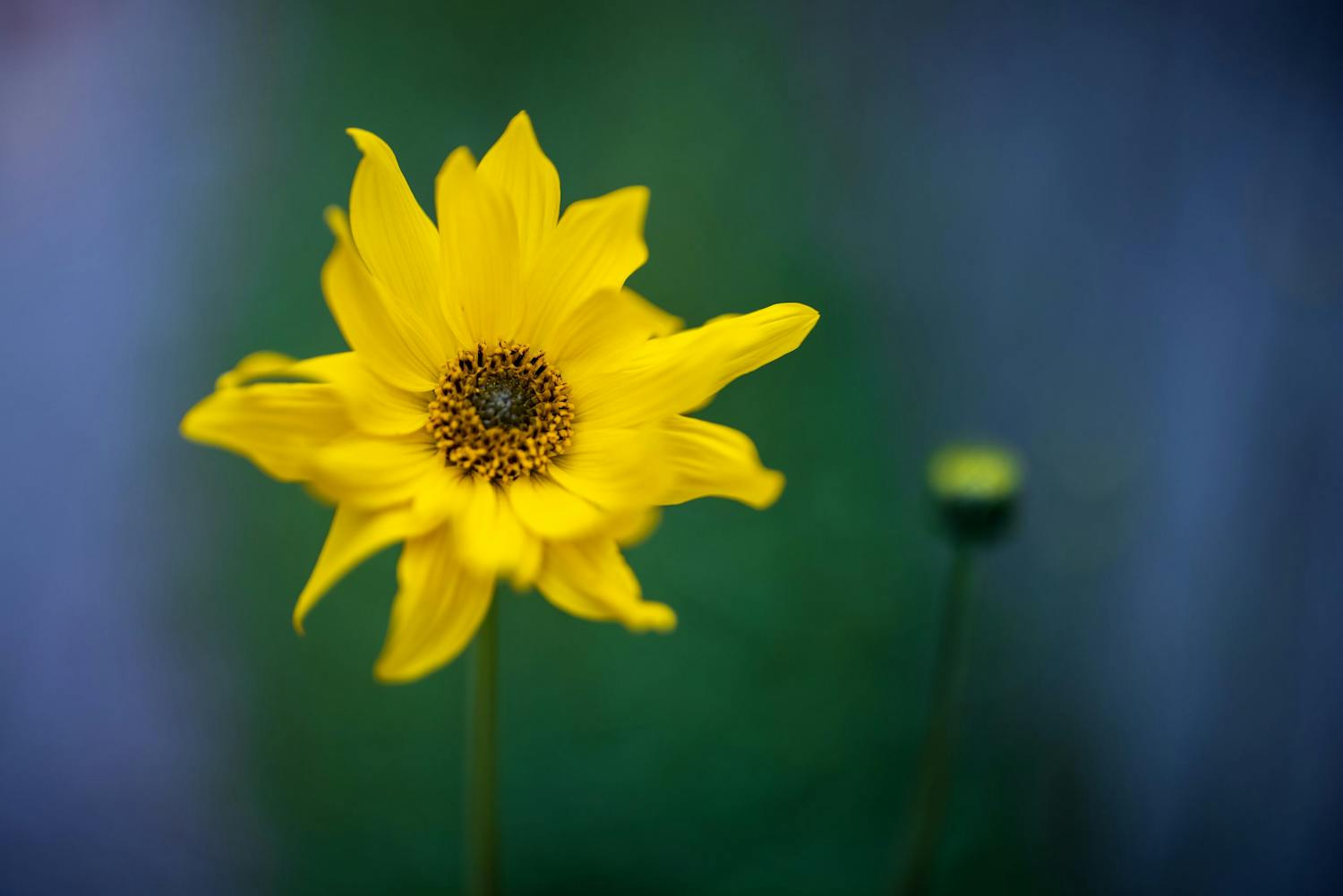 2 0w0a5324 lr Närbild av gul blomma fotograferad med bländare F1.2